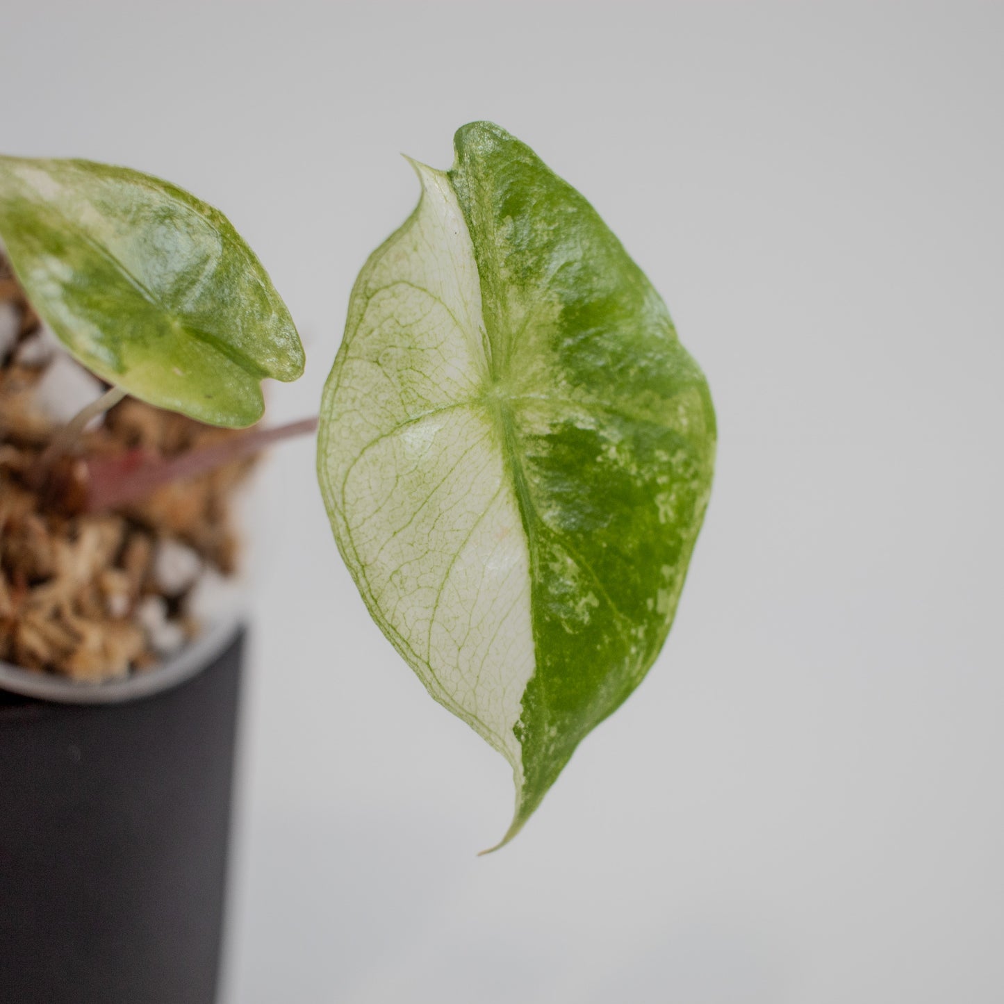 Alocasia 'Nairobi Nights' Variegated (2213)