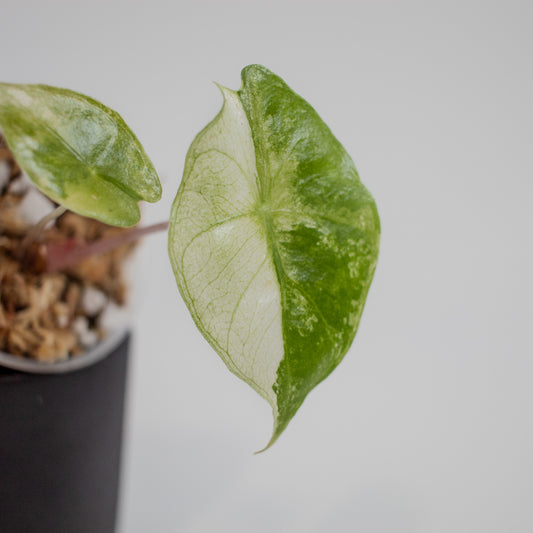 Alocasia 'Nairobi Nights' Variegated (2213)