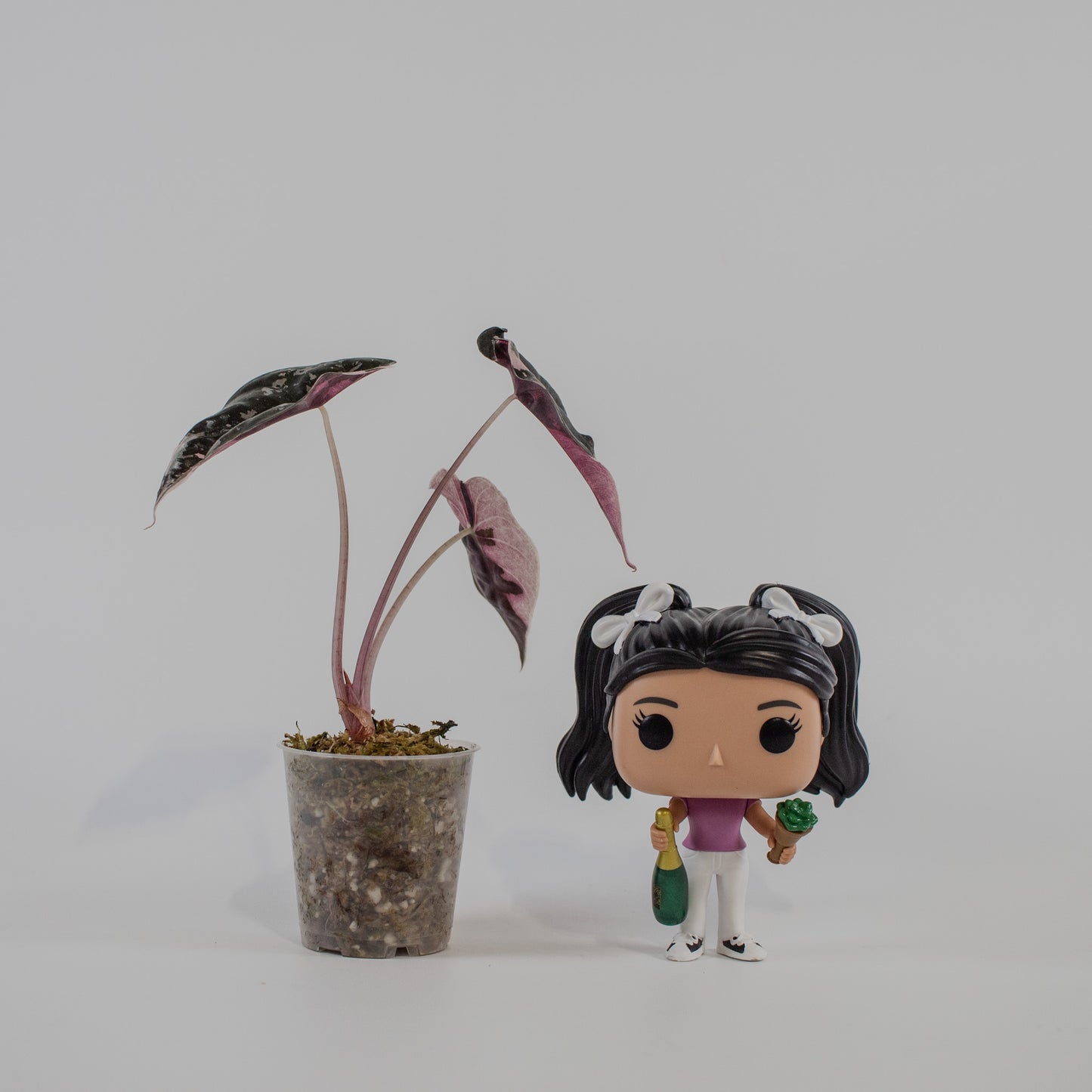 Alocasia 'Chantrieri' Albo/ Pink Variegated (2205)