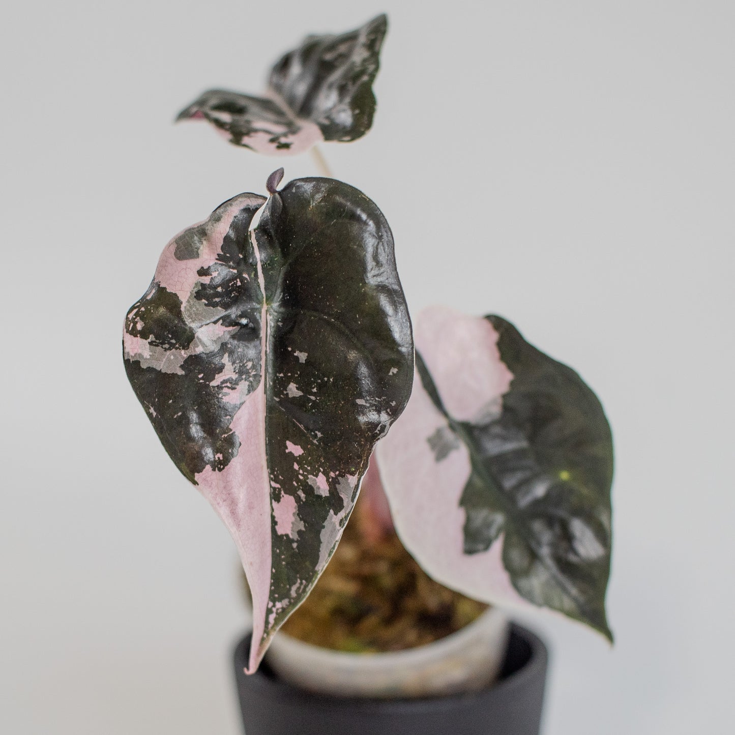 Alocasia 'Chantrieri' Albo/ Pink Variegated (2205)