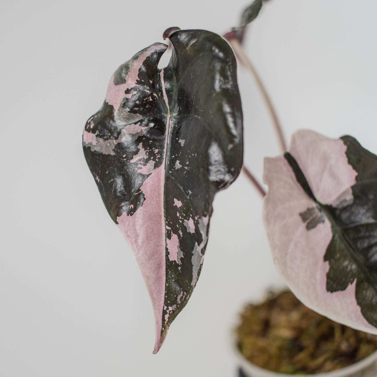 Alocasia 'Chantrieri' Albo/ Pink Variegated (2205)