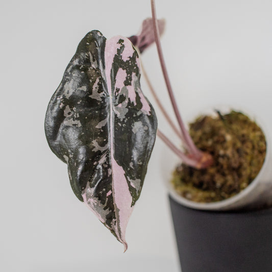 Alocasia 'Chantrieri' Albo/ Pink Variegated (2205)