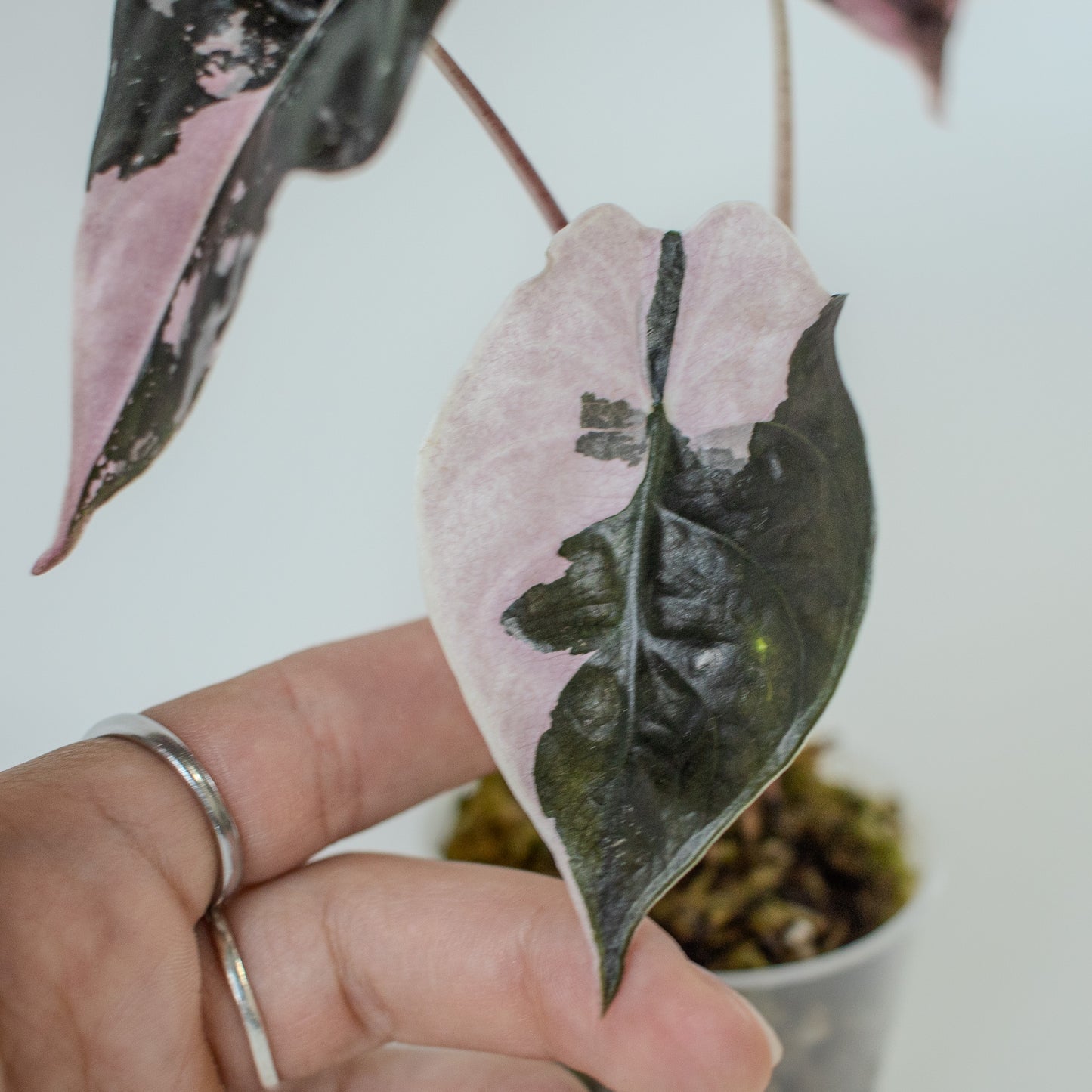 Alocasia 'Chantrieri' Albo/ Pink Variegated (2205)