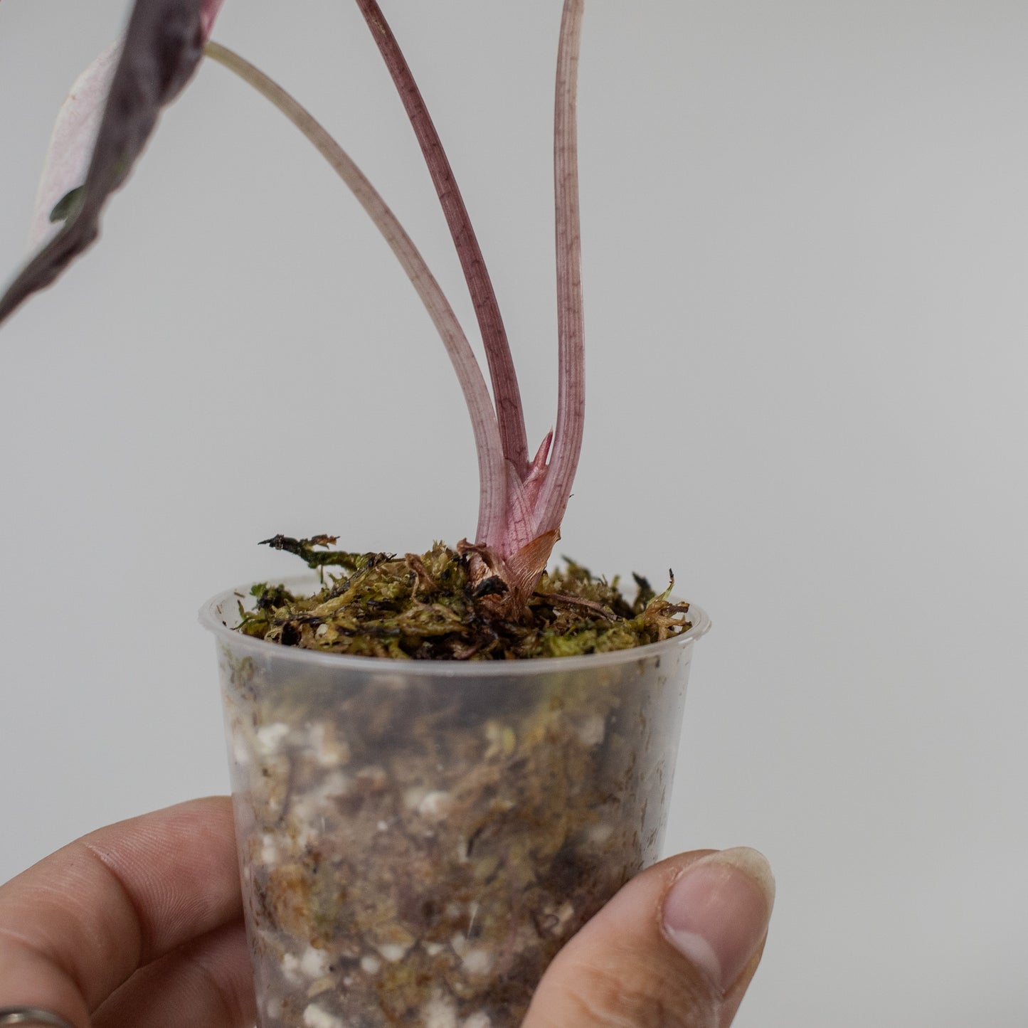 Alocasia 'Chantrieri' Albo/ Pink Variegated (2205)