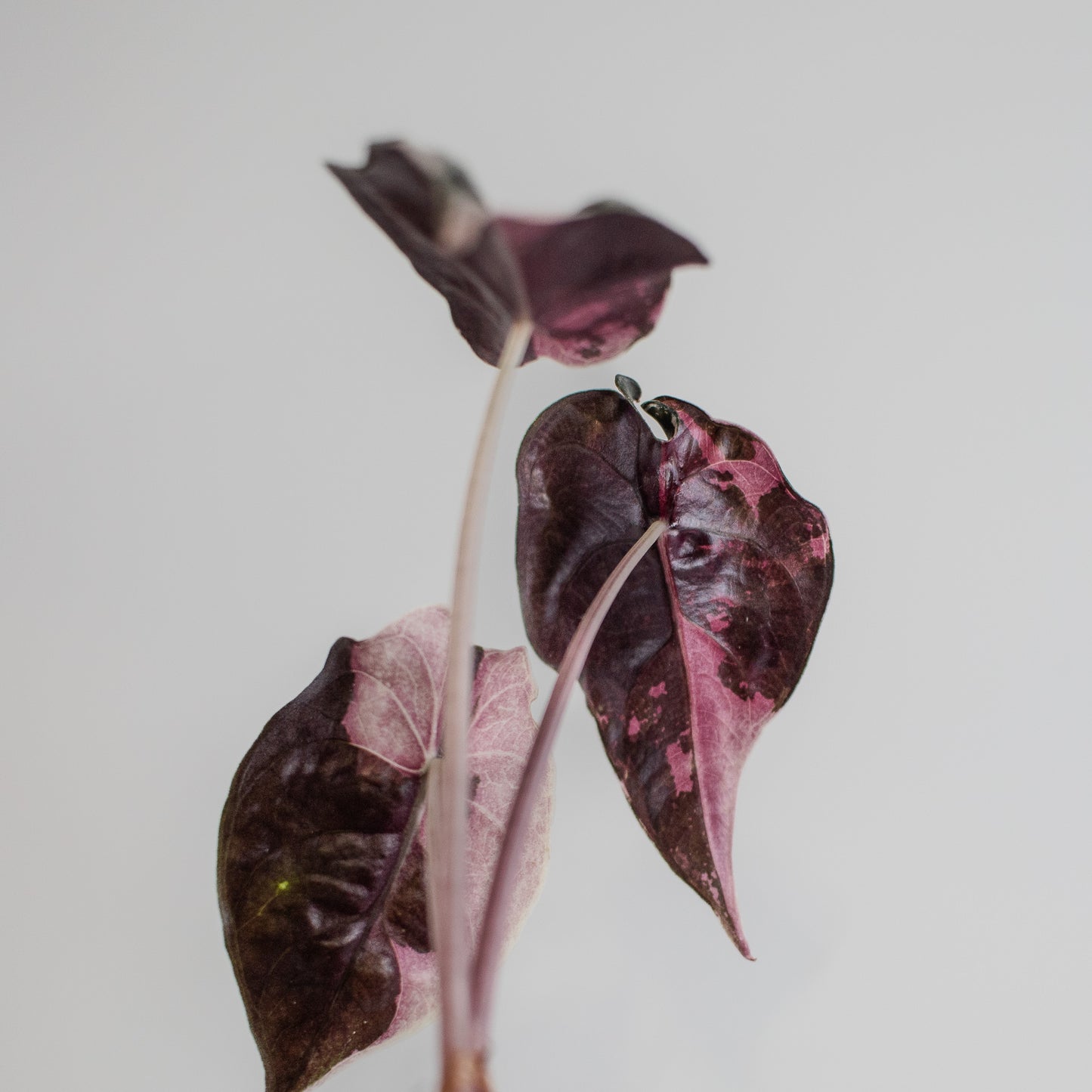 Alocasia 'Chantrieri' Albo/ Pink Variegated (2205)