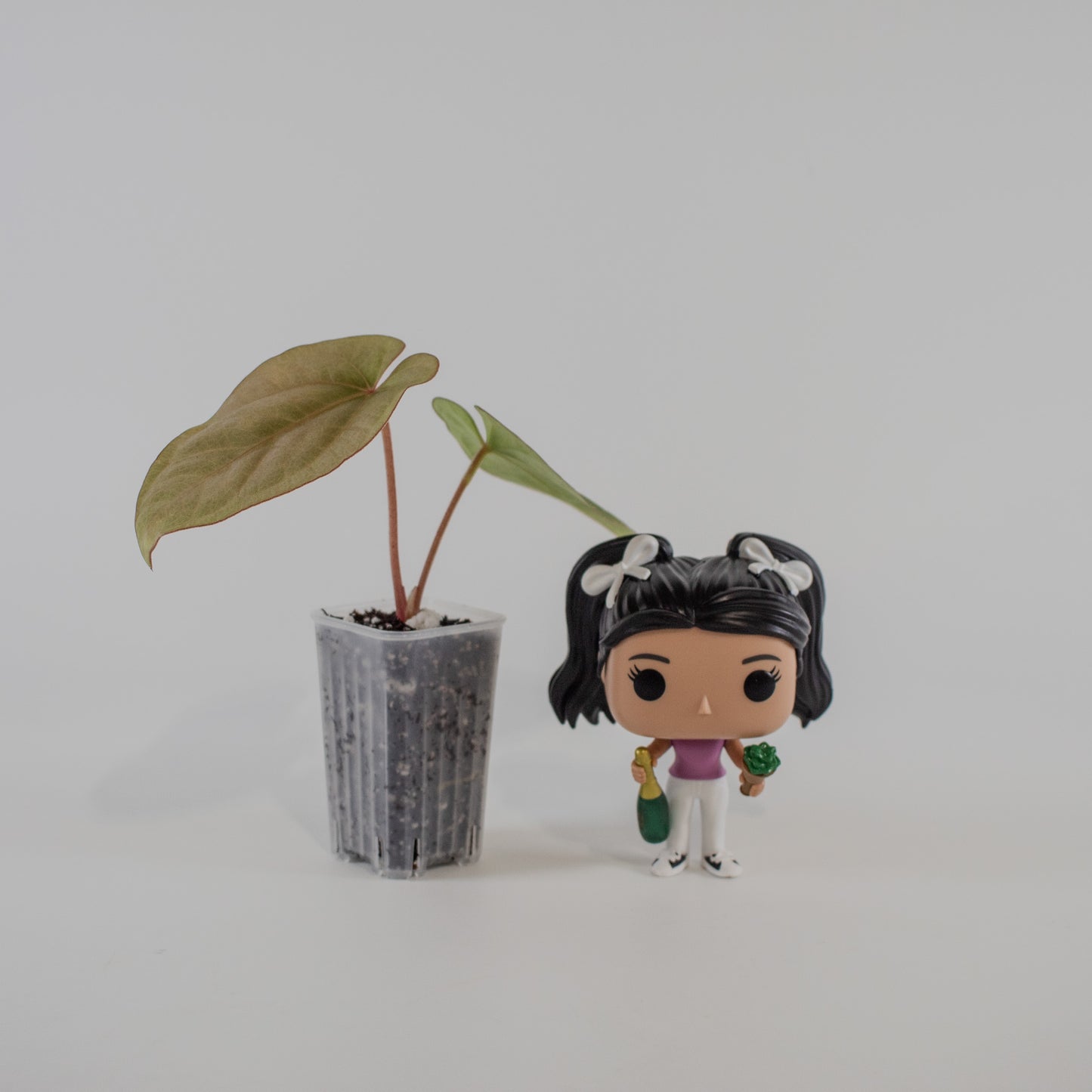 Anthurium Kunayalense x Dressleri (2217)