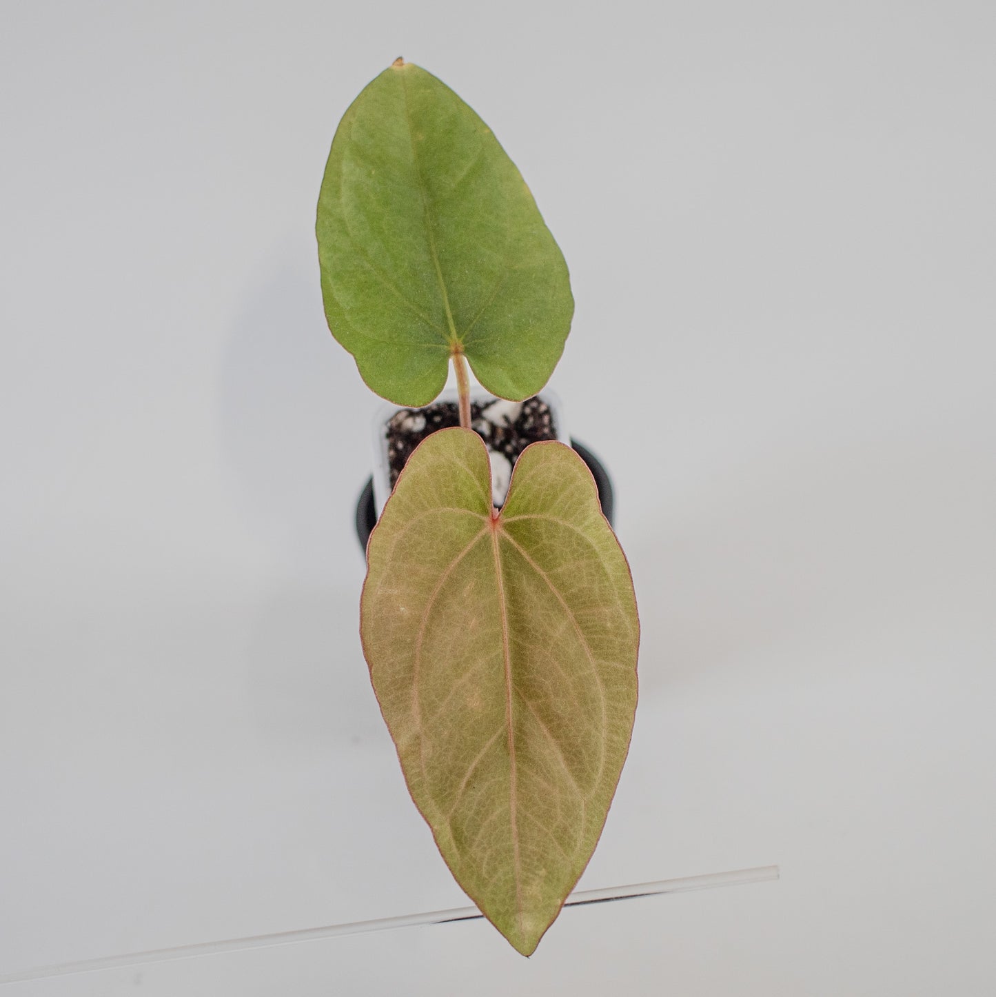 Anthurium Kunayalense x Dressleri (2217)