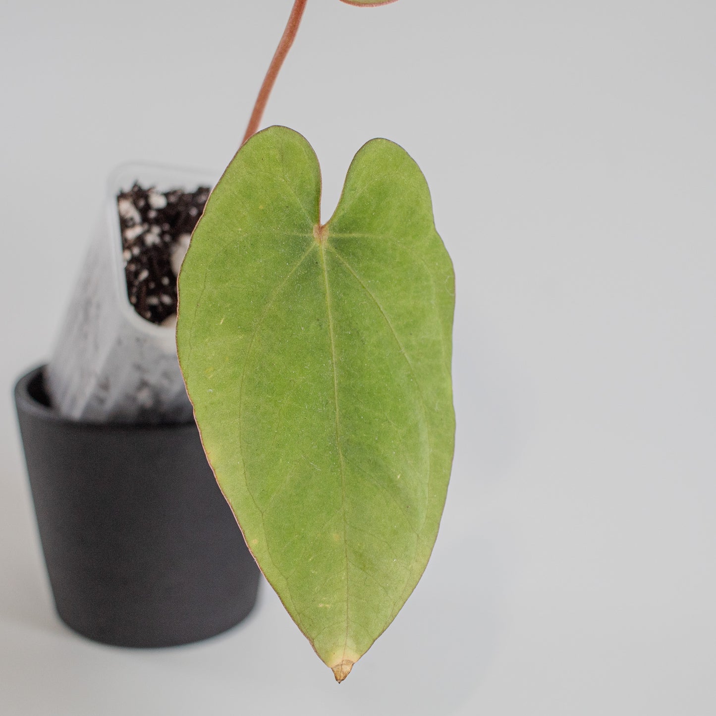 Anthurium Kunayalense x Dressleri (2217)