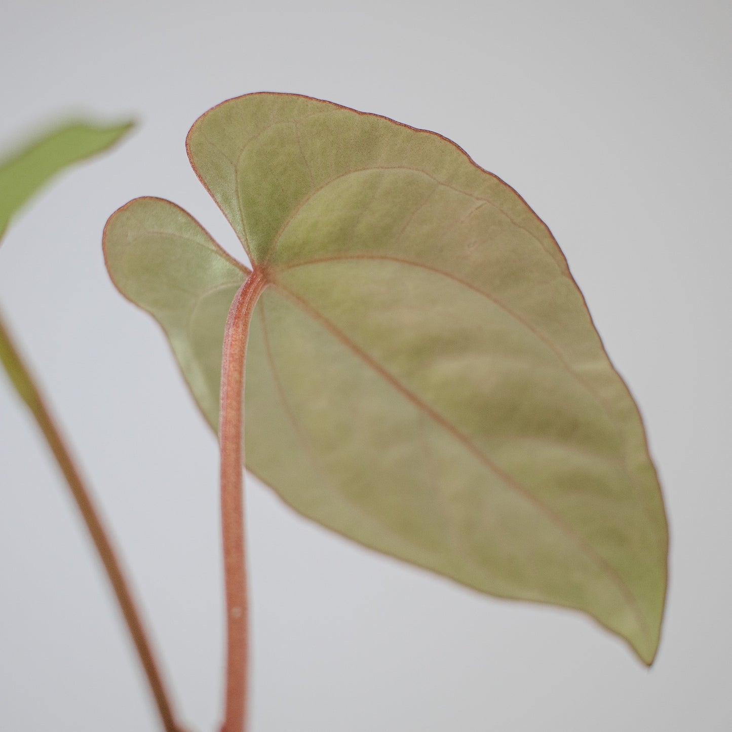 Anthurium Kunayalense x Dressleri (2217)