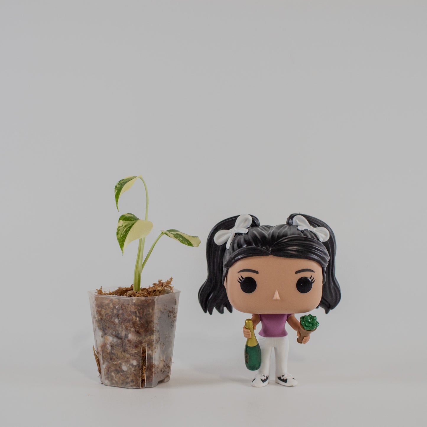 Monstera Deliciosa Pom Pom (2214)