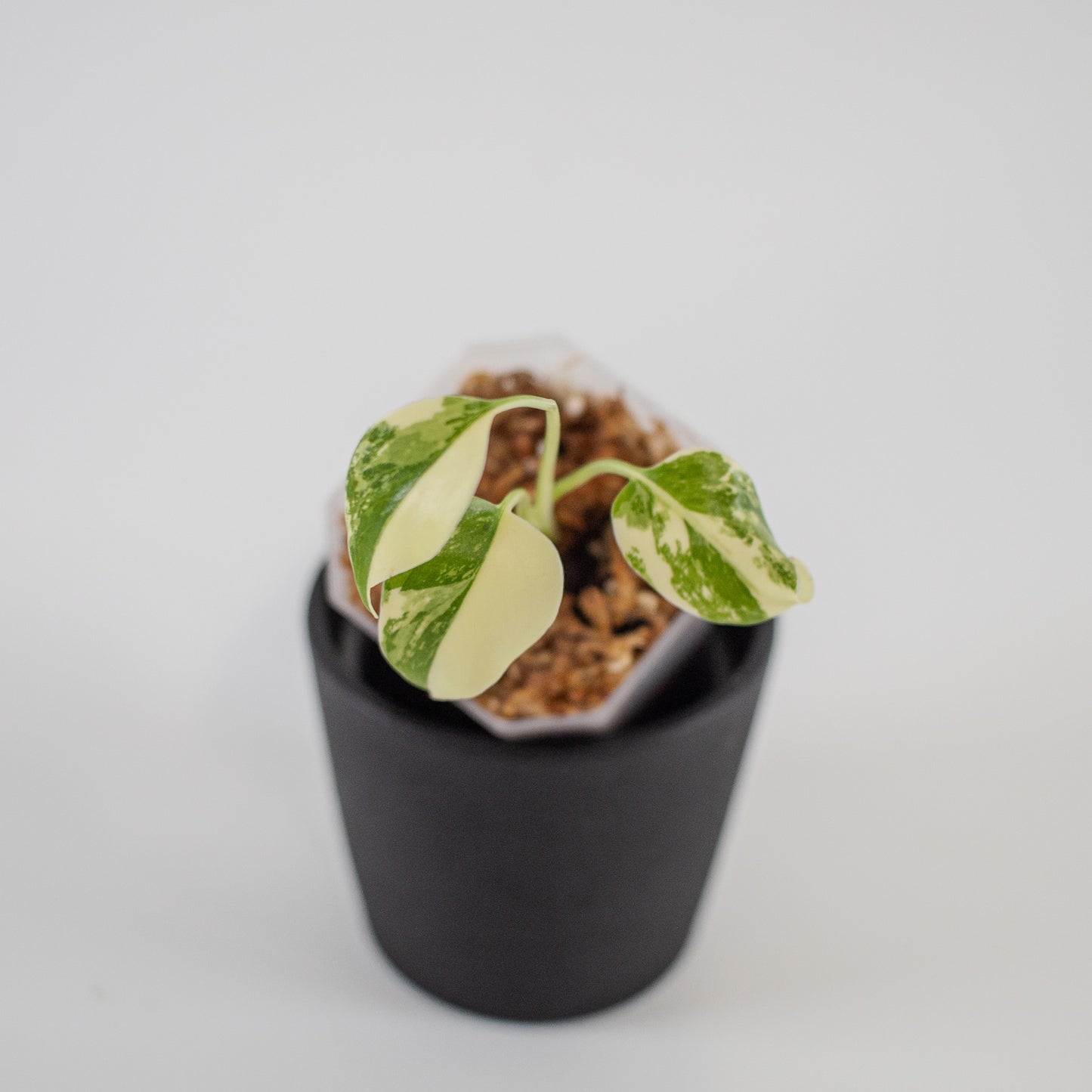 Monstera Deliciosa Pom Pom (2214)
