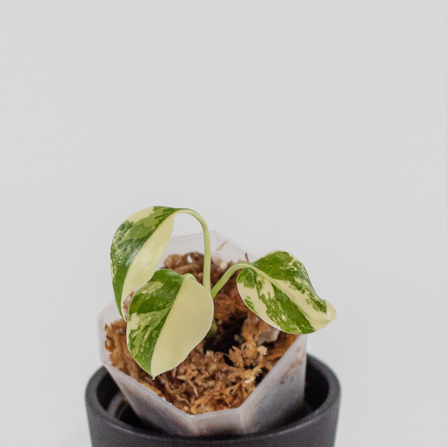 Monstera Deliciosa Pom Pom (2214)