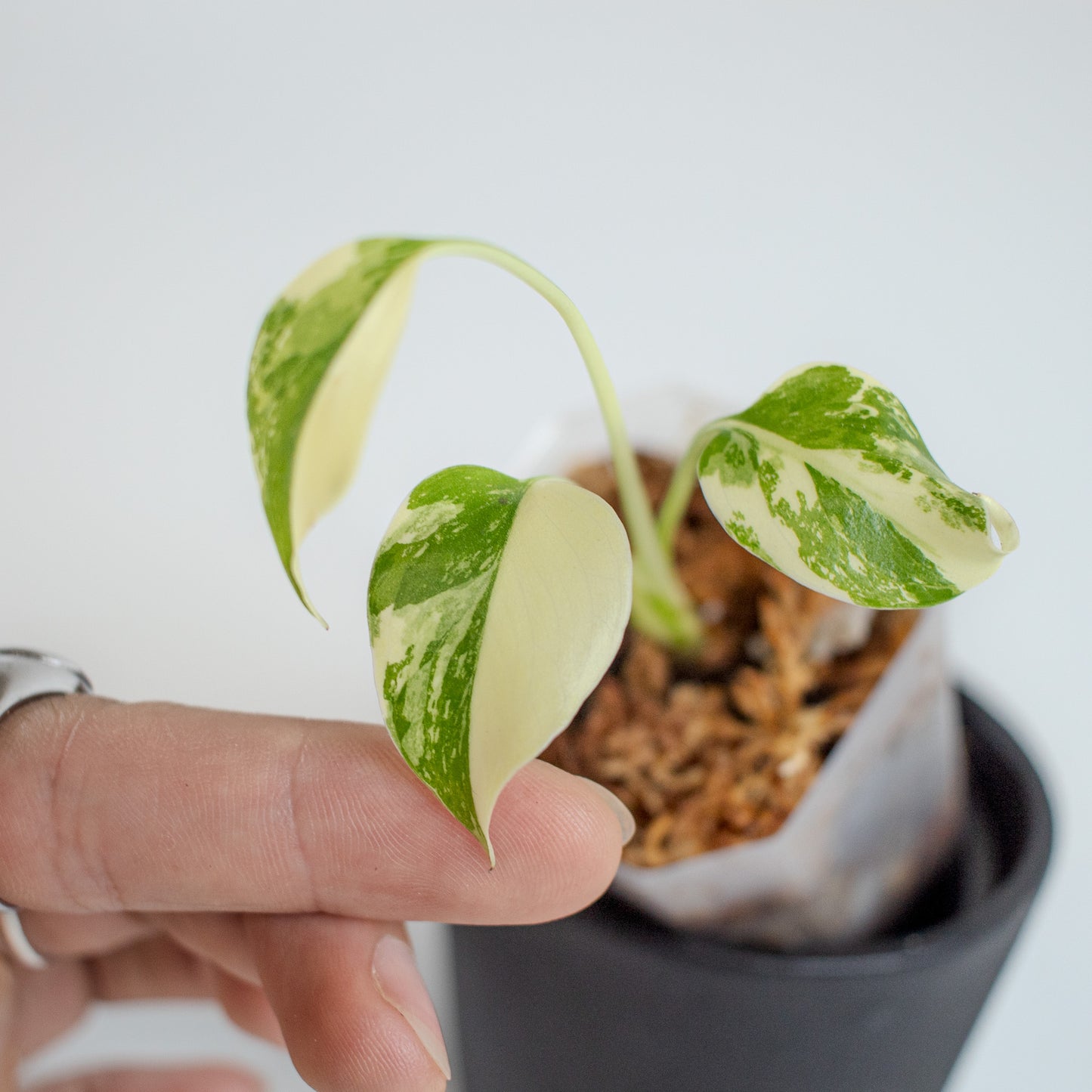 Monstera Deliciosa Pom Pom (2214)