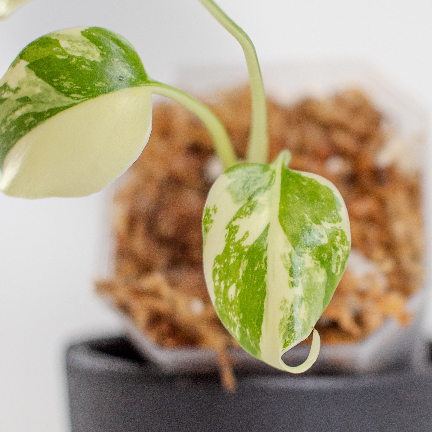 Monstera Deliciosa Pom Pom (2214)