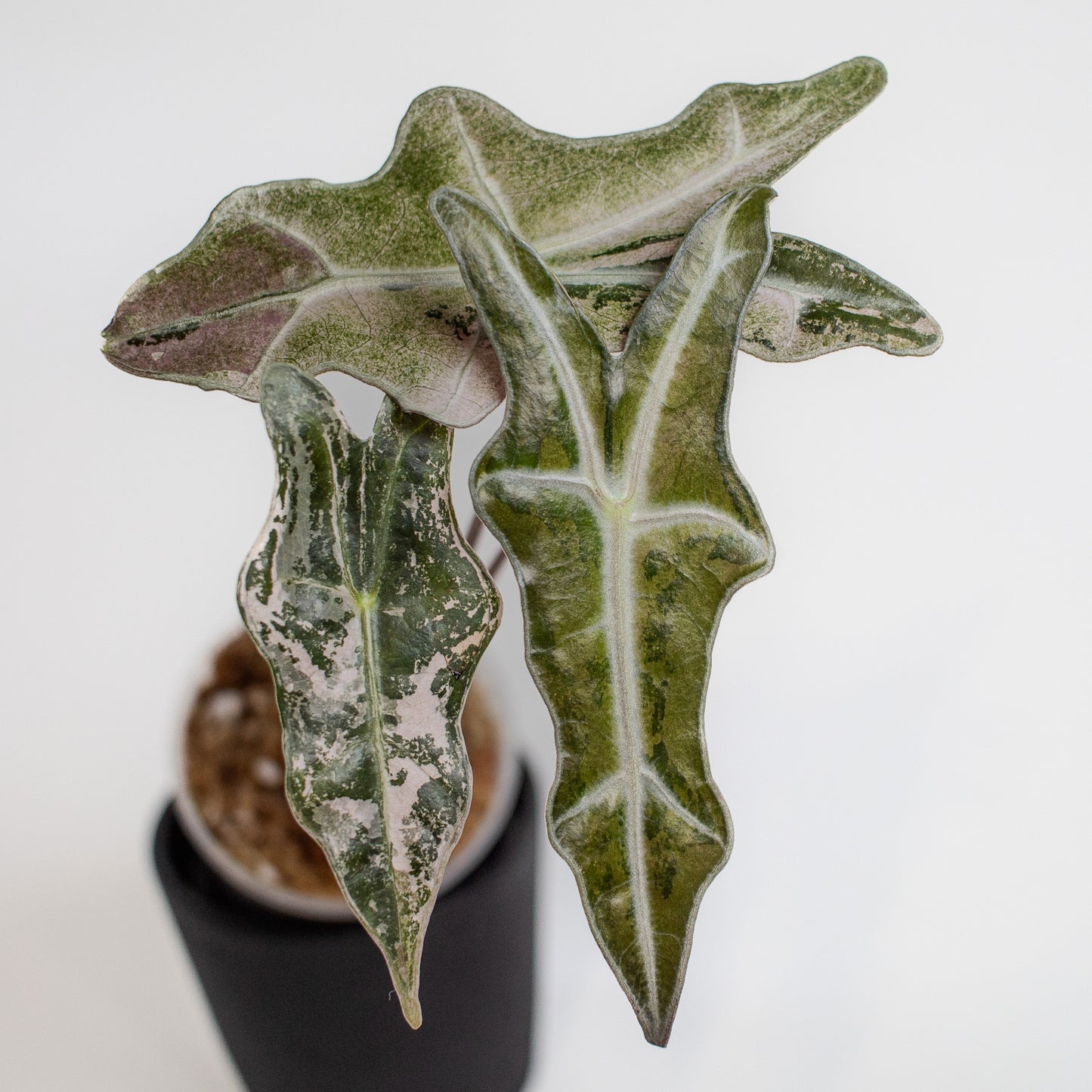 Alocasia 'Nobilis' True Pink Variegated (2218)