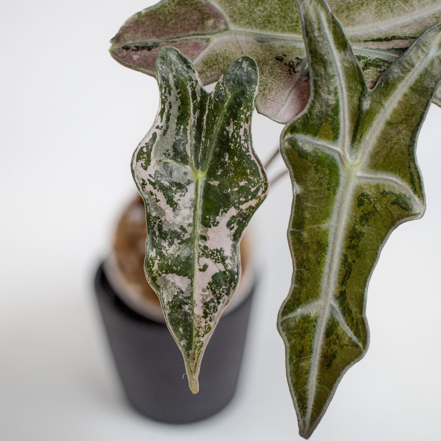 Alocasia 'Nobilis' True Pink Variegated (2218)
