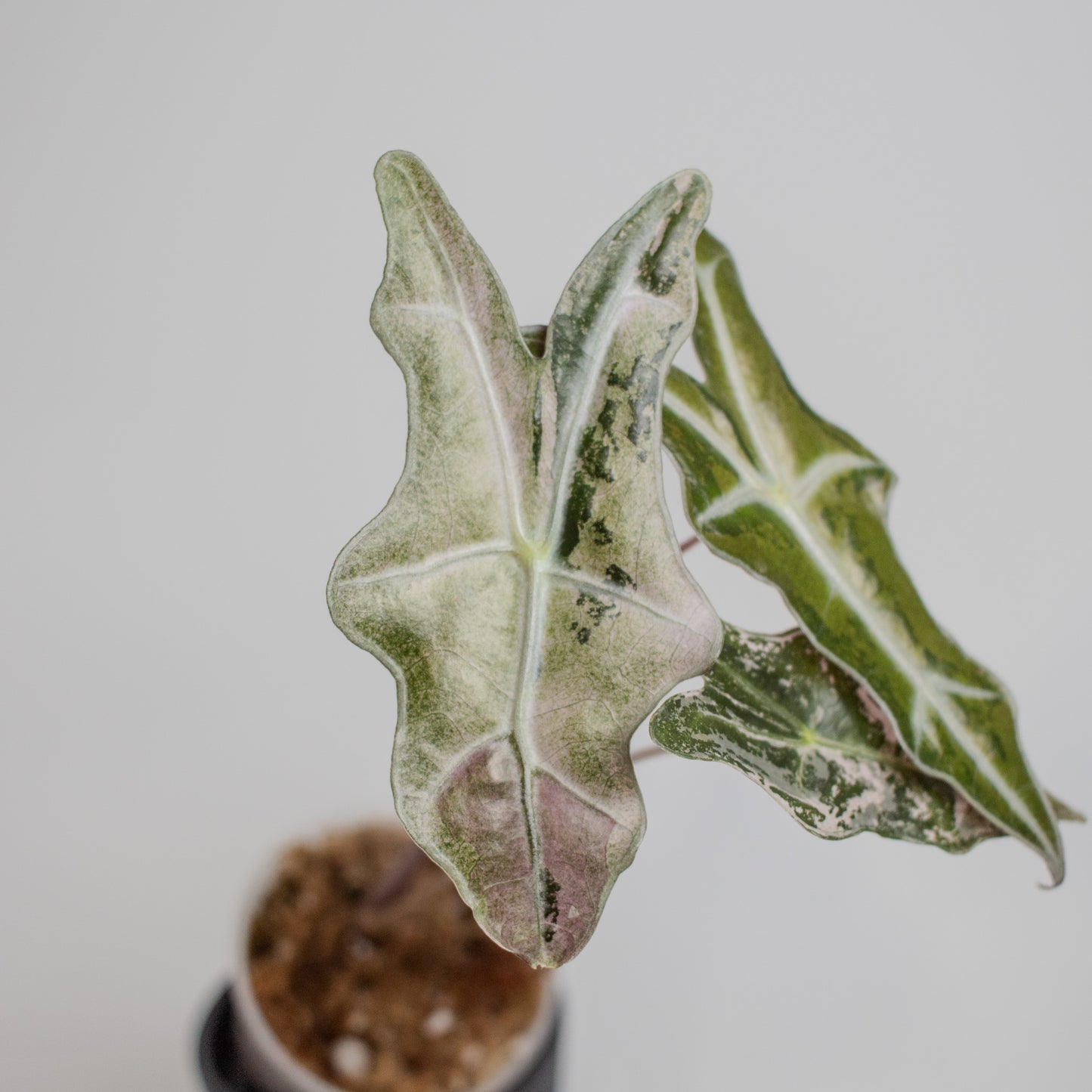 Alocasia 'Nobilis' True Pink Variegated (2218)
