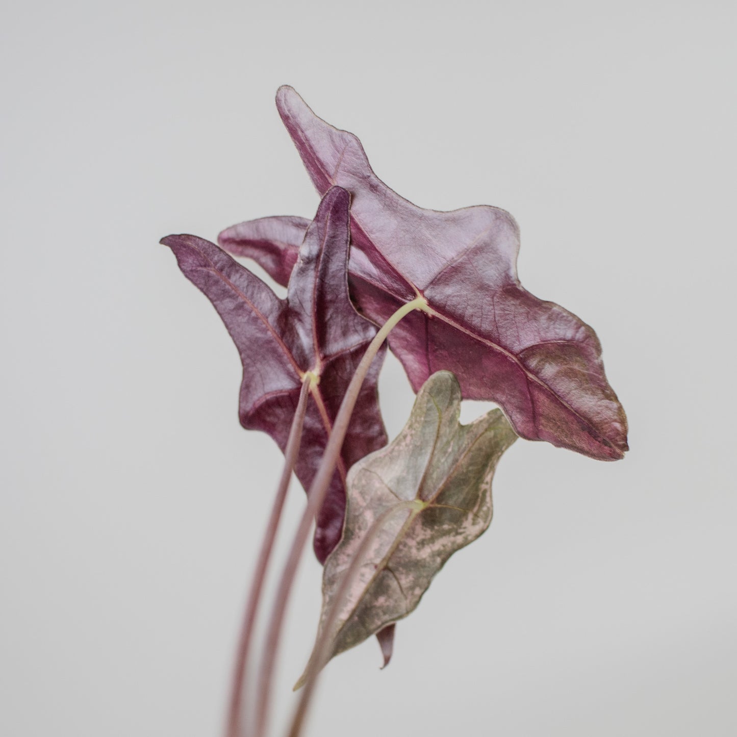 Alocasia 'Nobilis' True Pink Variegated (2218)