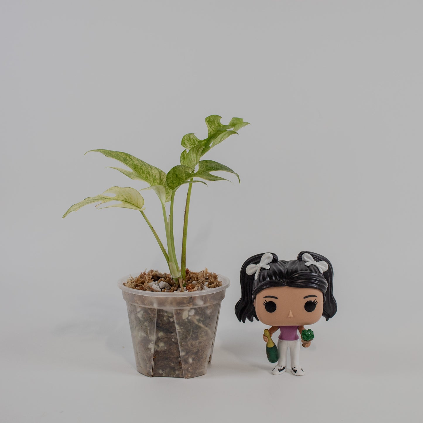 Rhaphidophora Tetrasperma Mint Variegated (2215)