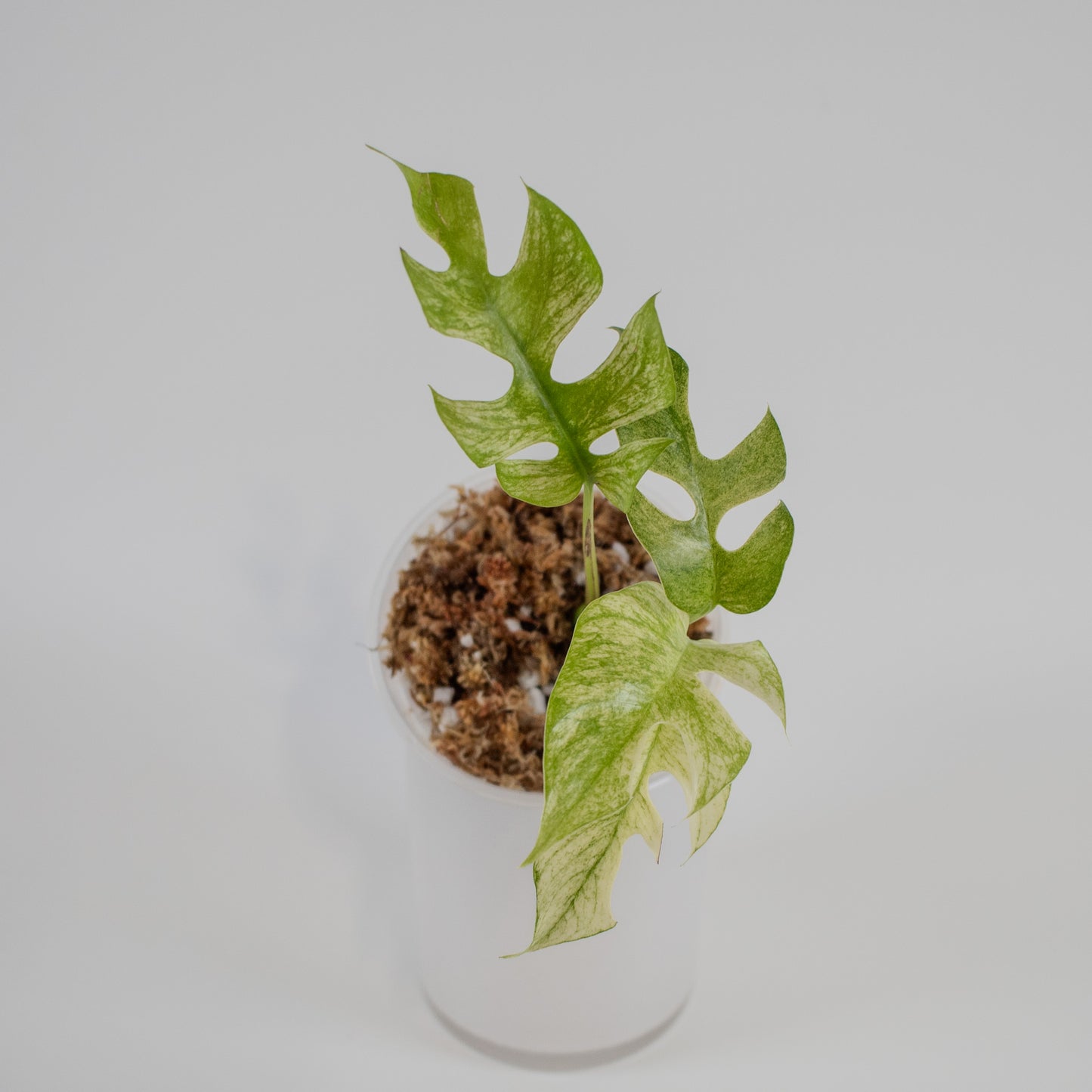 Rhaphidophora Tetrasperma Mint Variegated (2215)