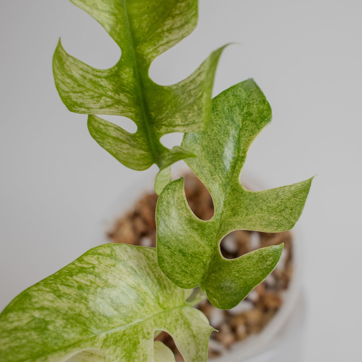Rhaphidophora Tetrasperma Mint Variegated (2215)