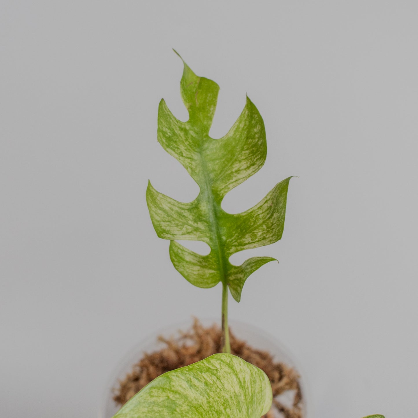 Rhaphidophora Tetrasperma Mint Variegated (2215)