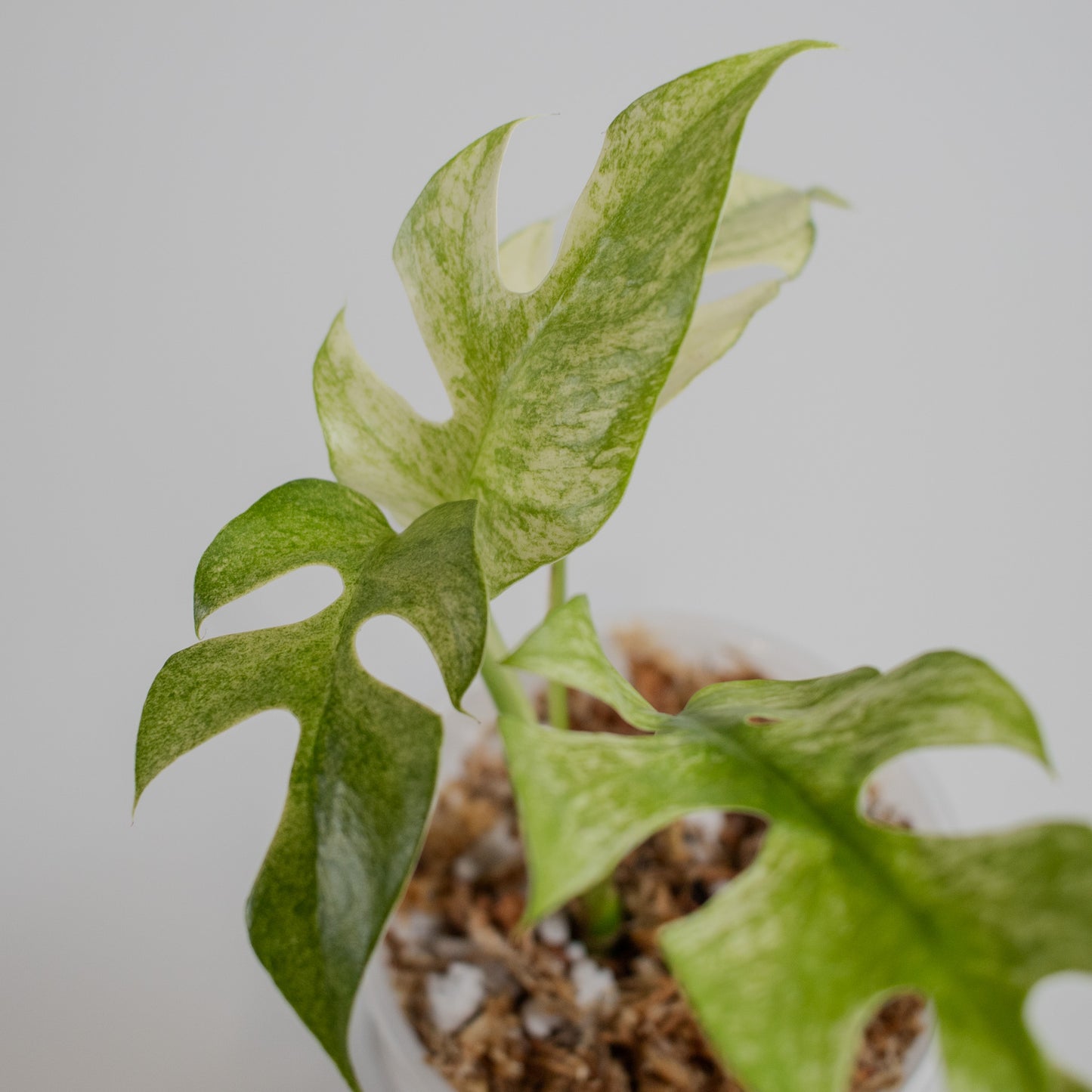 Rhaphidophora Tetrasperma Mint Variegated (2215)
