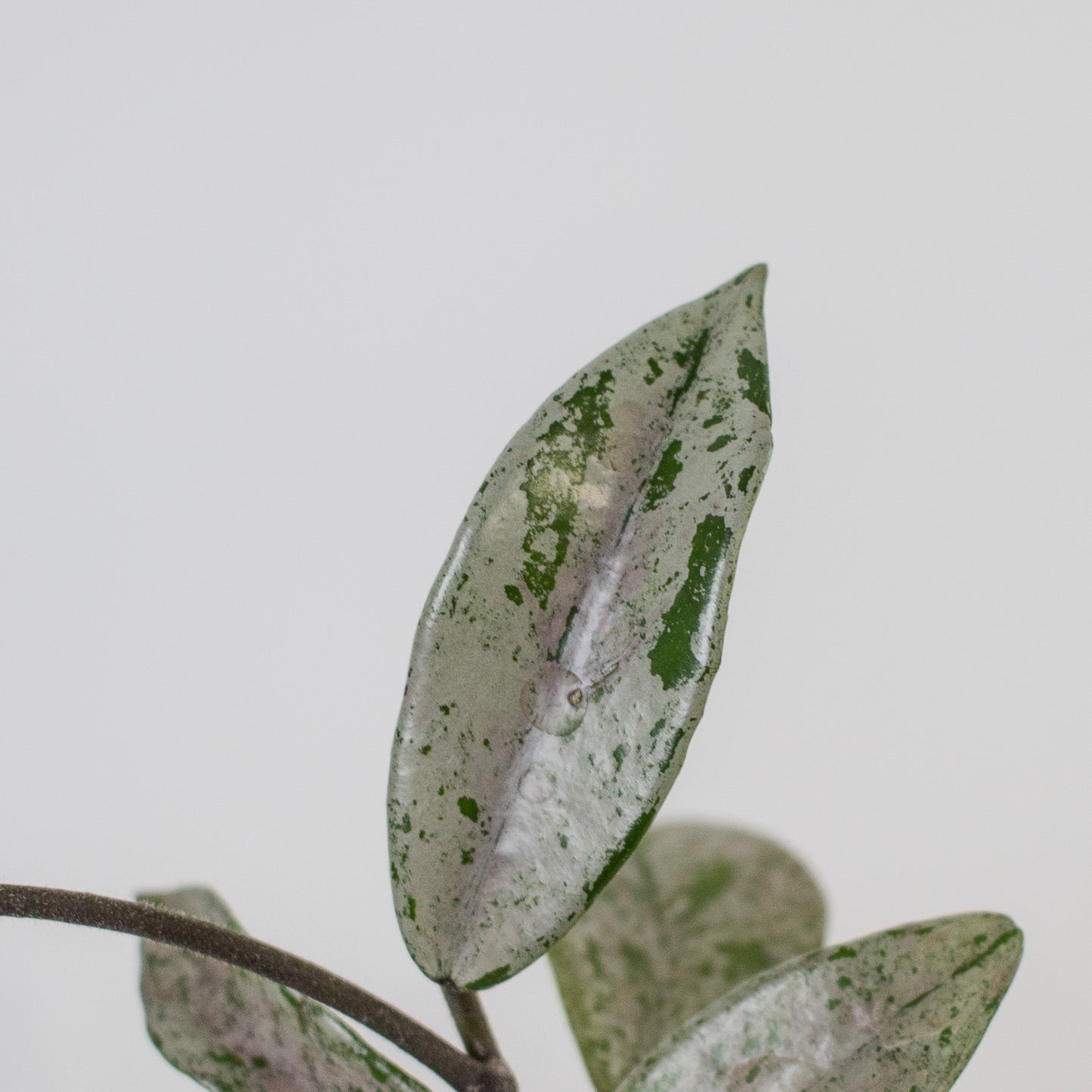 Hoya Wilbur Graves - China (2216)