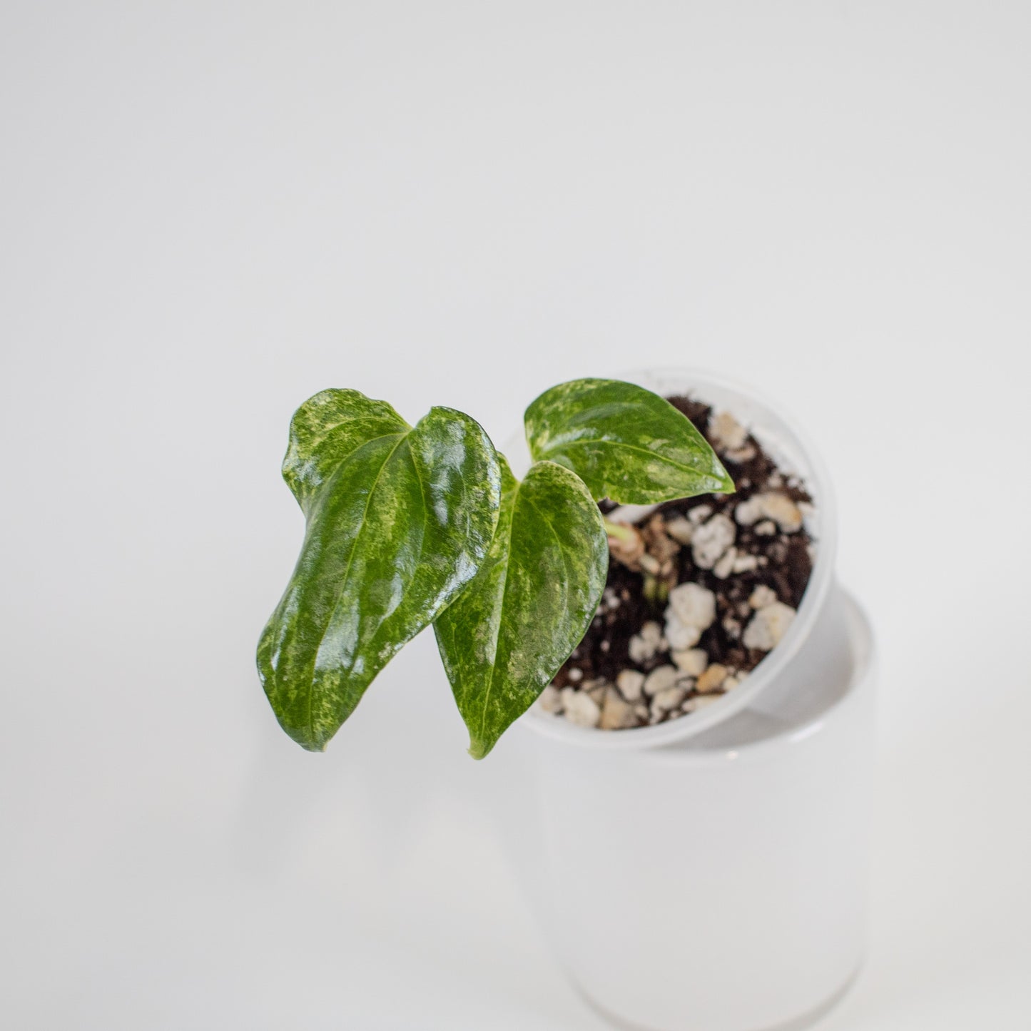 Anthurium Watermaliense Variegated (2202)