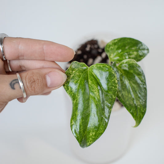 Anthurium Watermaliense Variegated (2202)