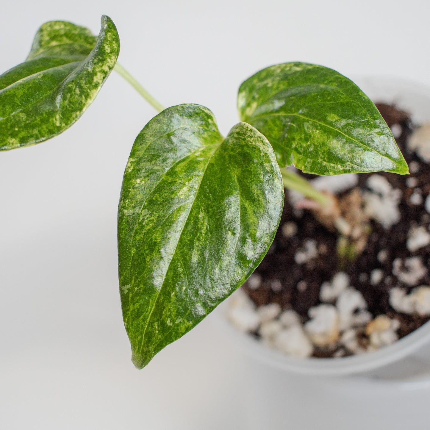 Anthurium Watermaliense Variegated (2202)