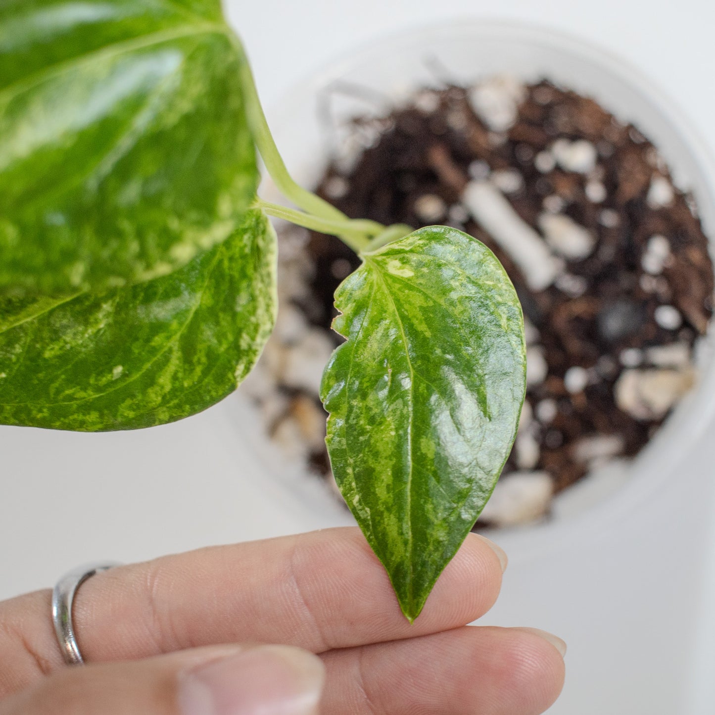 Anthurium Watermaliense Variegated (2202)