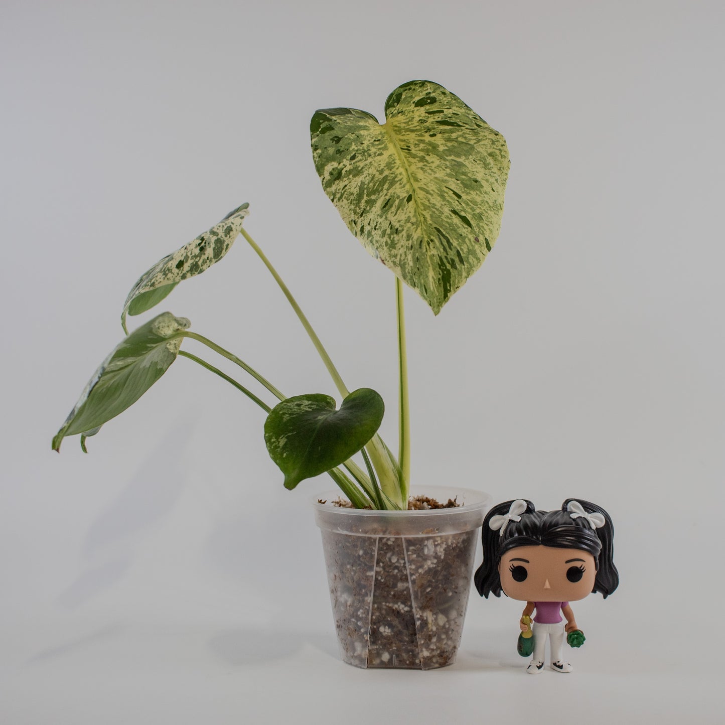 Monstera Deliciosa 'Vietciosa' (2211)