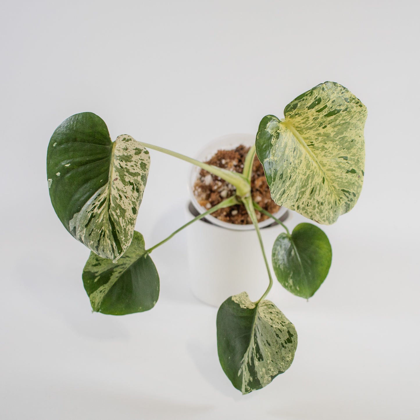 Monstera Deliciosa 'Vietciosa' (2211)