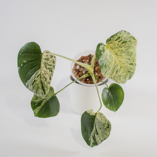 Monstera Deliciosa 'Vietciosa' (2211)
