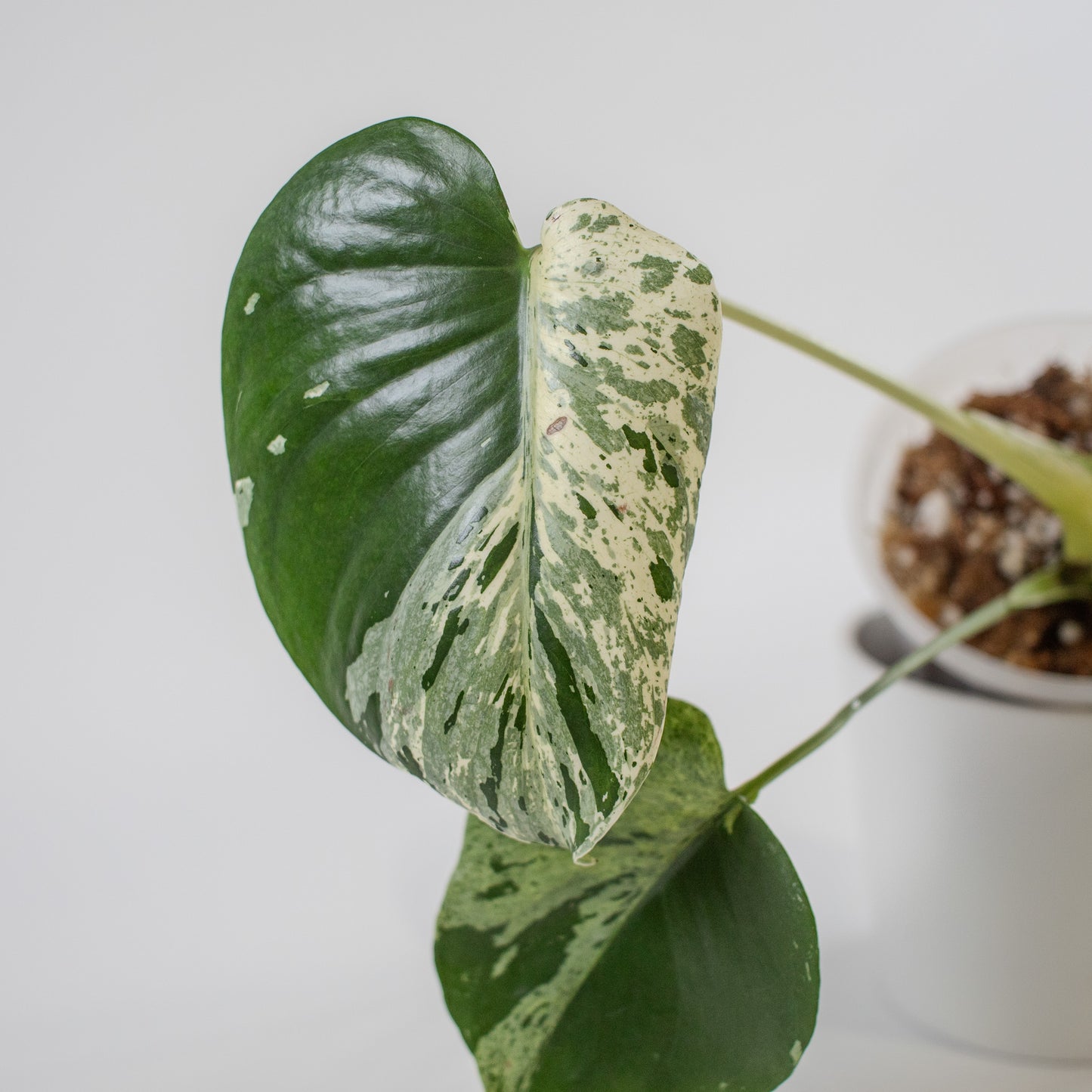 Monstera Deliciosa 'Vietciosa' (2211)
