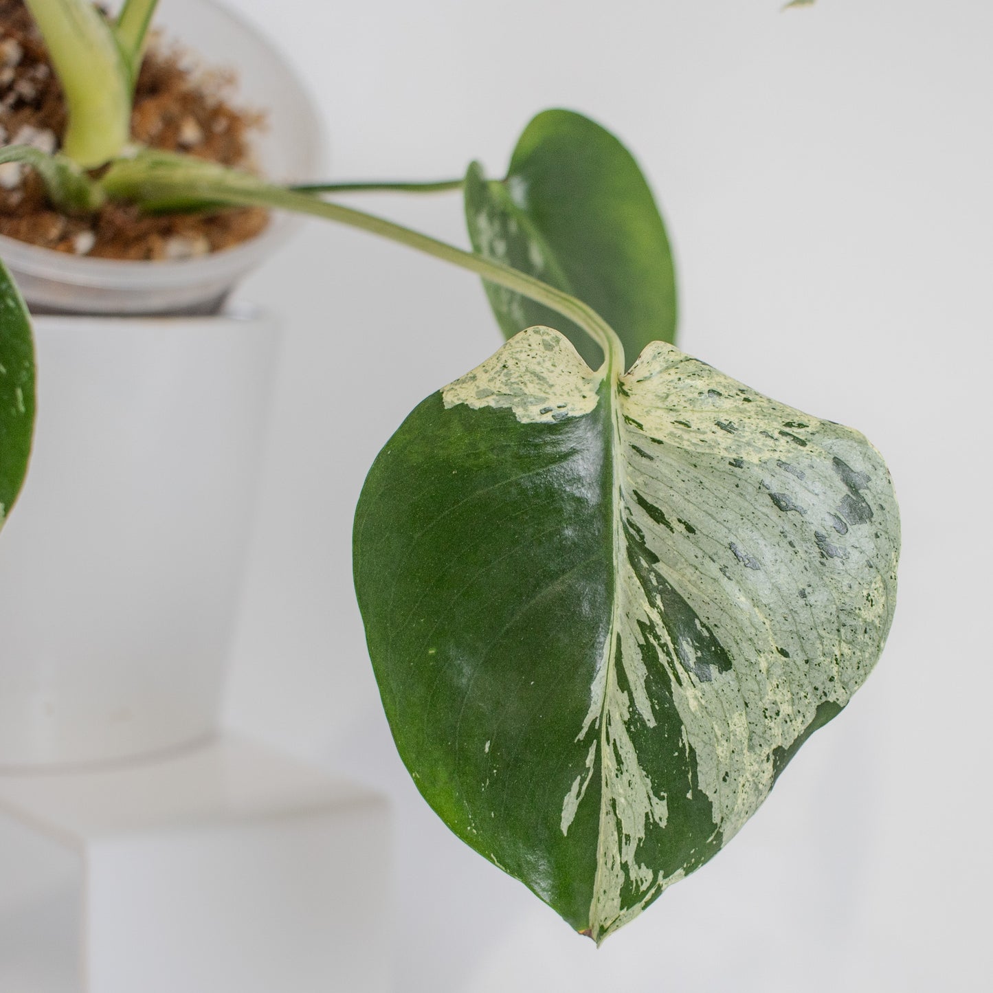 Monstera Deliciosa 'Vietciosa' (2211)