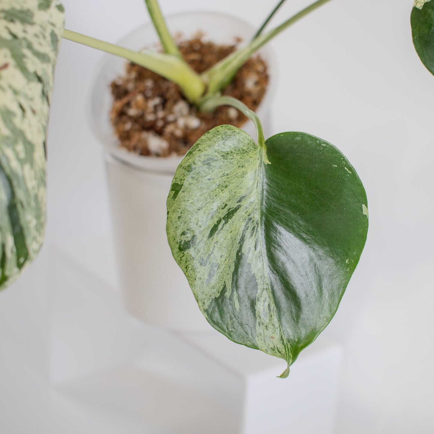 Monstera Deliciosa 'Vietciosa' (2211)