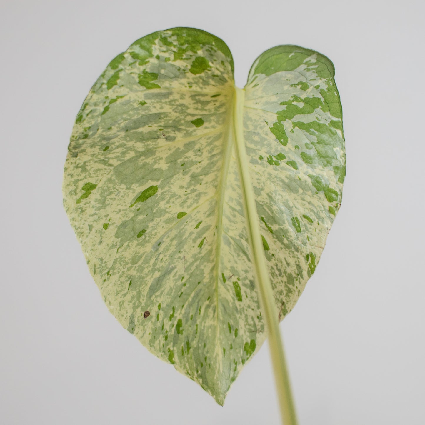 Monstera Deliciosa 'Vietciosa' (2211)