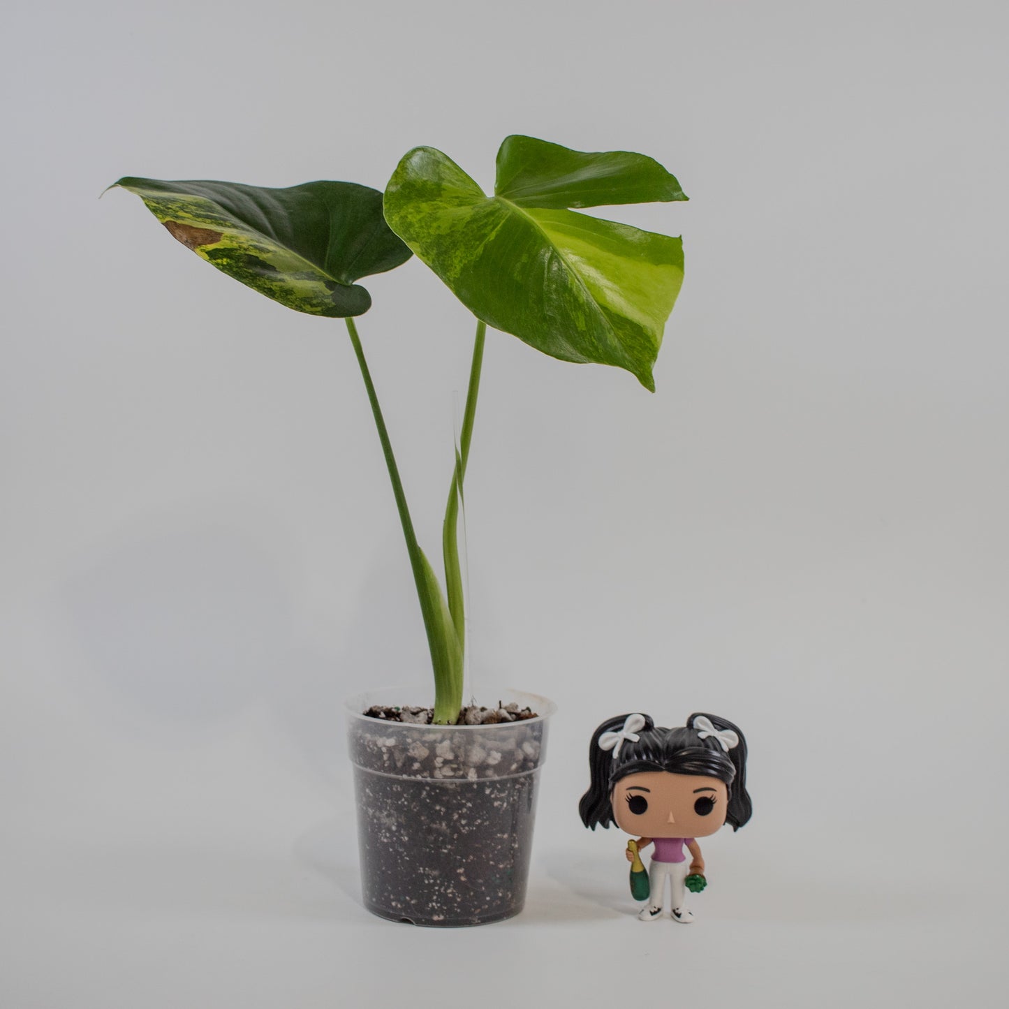 Monstera Deliciosa Aurea Tricolor (2210)