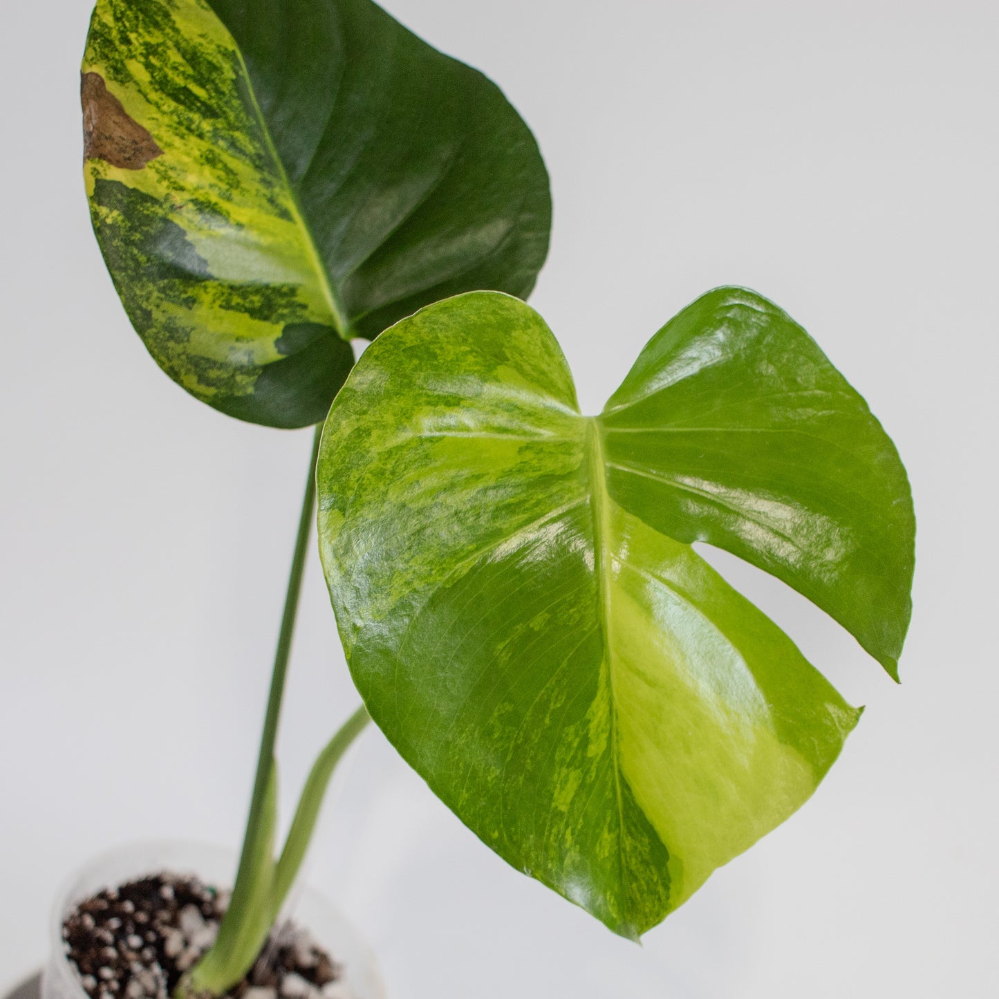 Monstera Deliciosa Aurea Tricolor (2210)