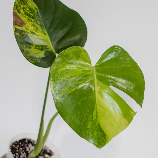 Monstera Deliciosa Aurea Tricolor (2210)