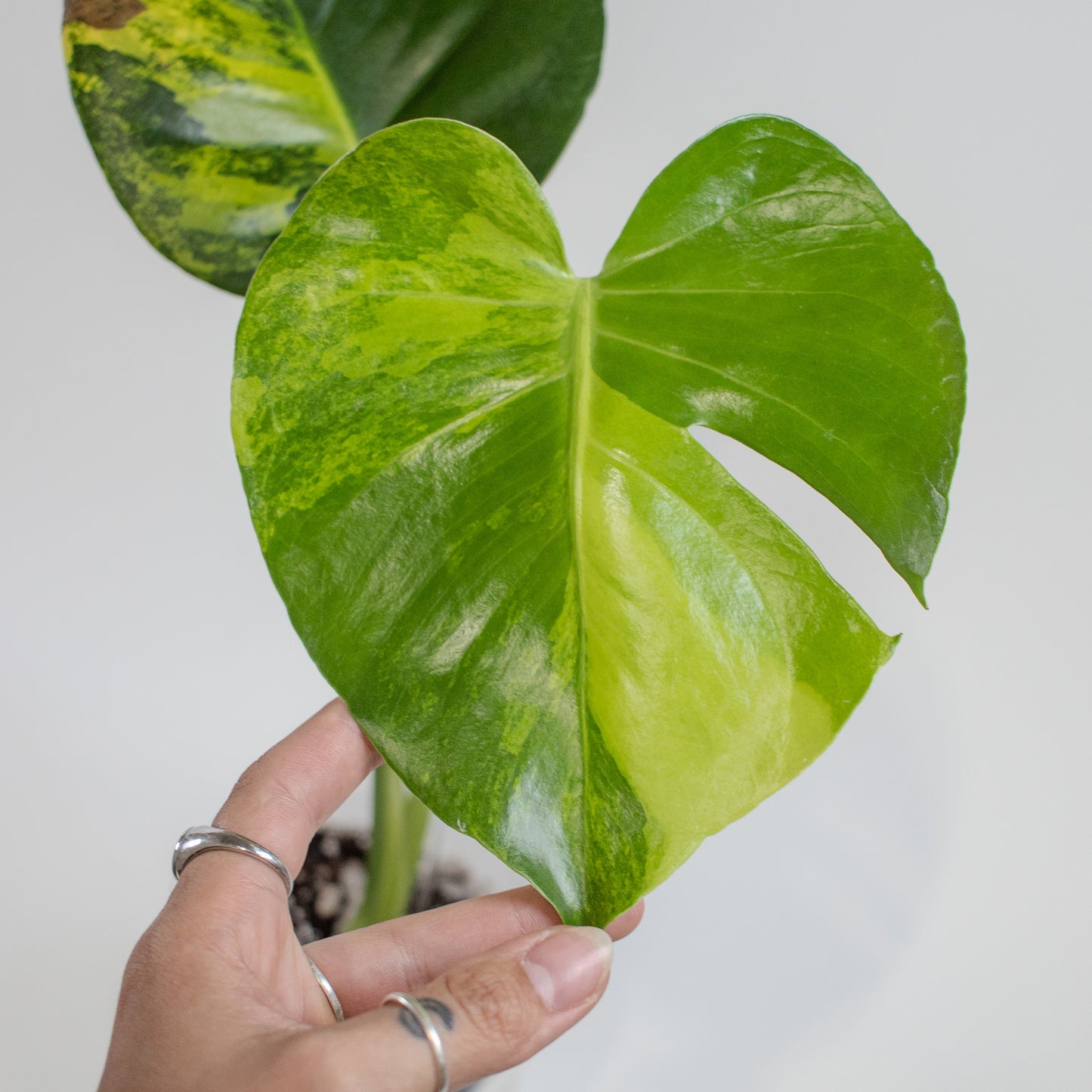 Monstera Deliciosa Aurea Tricolor (2210)