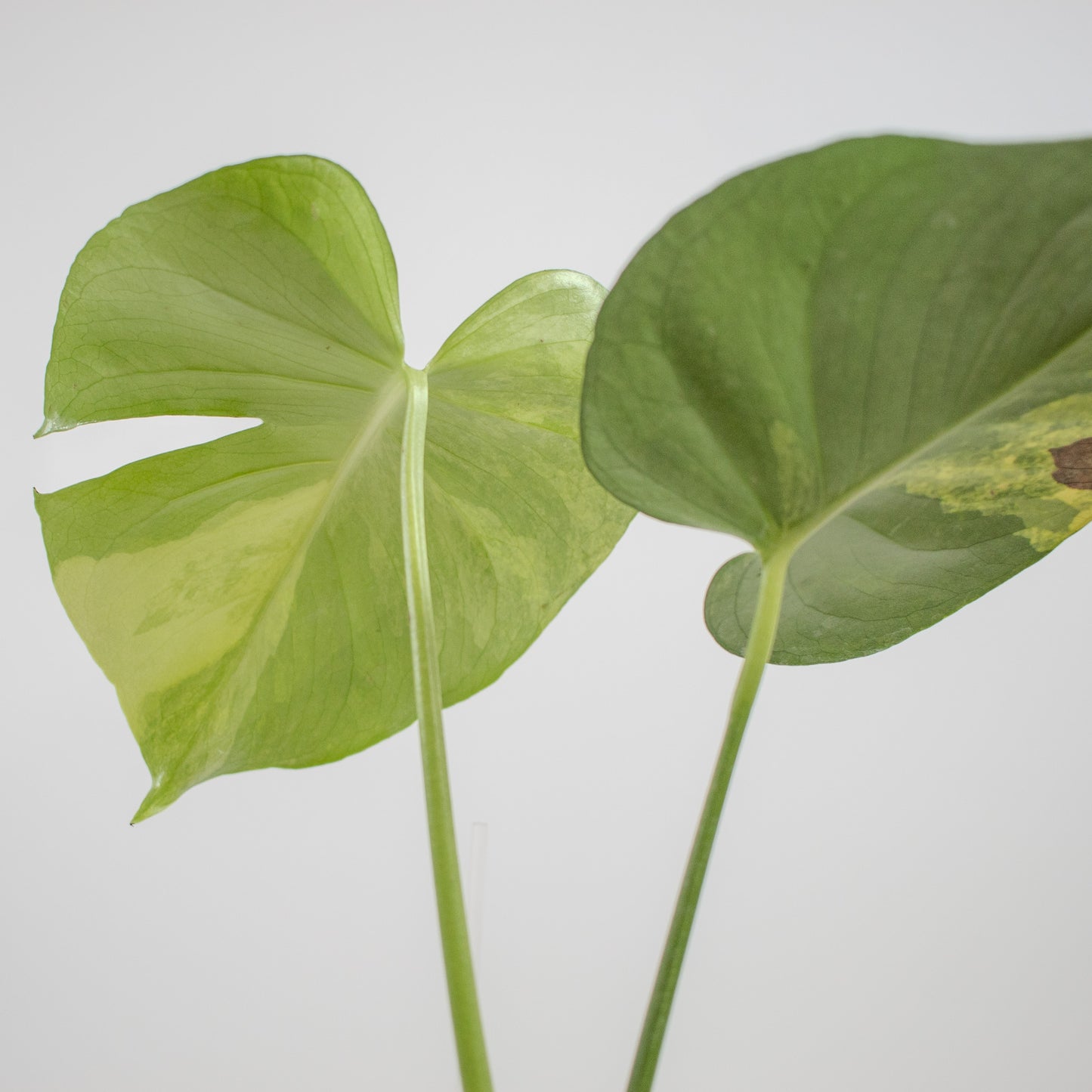 Monstera Deliciosa Aurea Tricolor (2210)