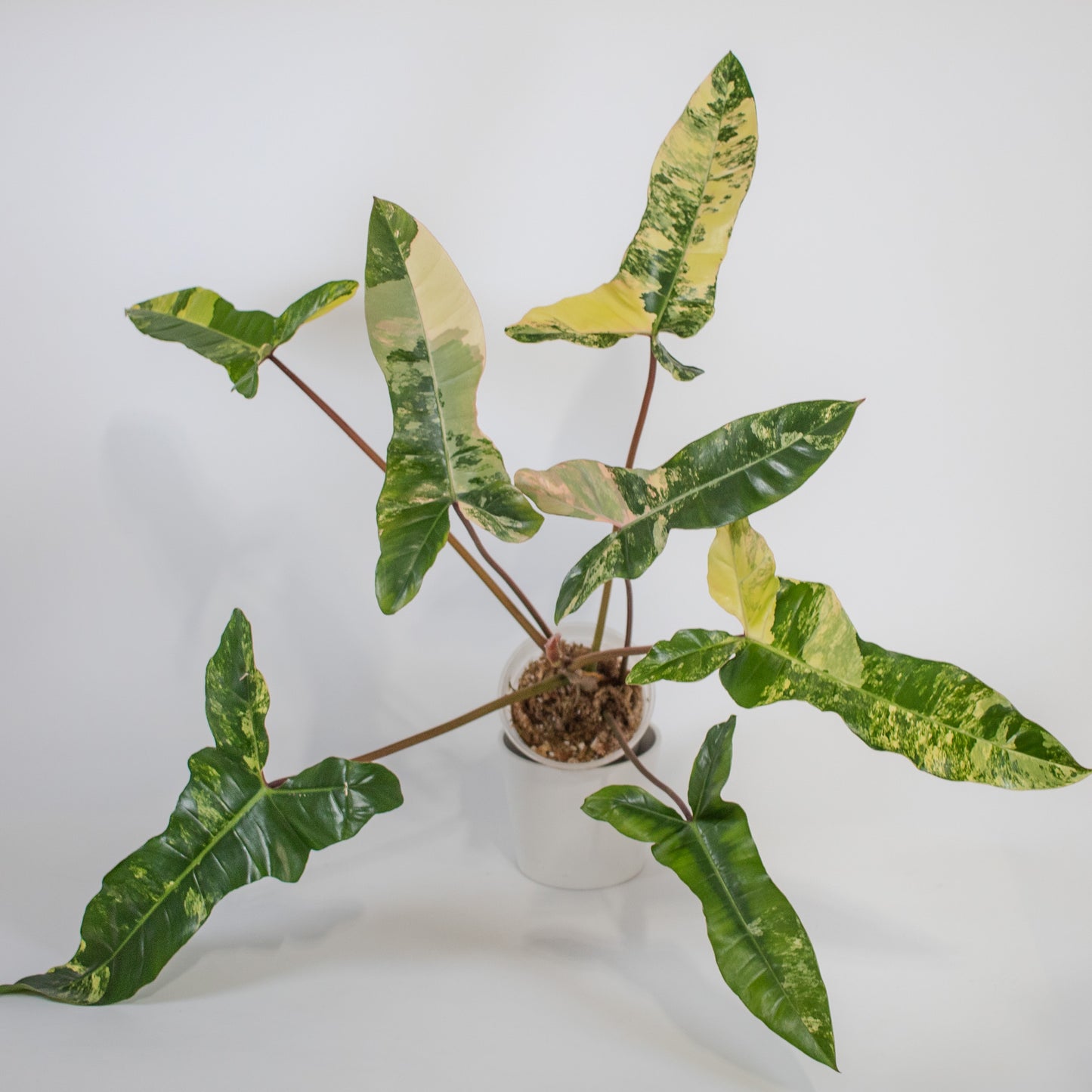Philodendron Florida Beauty x Billietiae Variegated (2201)
