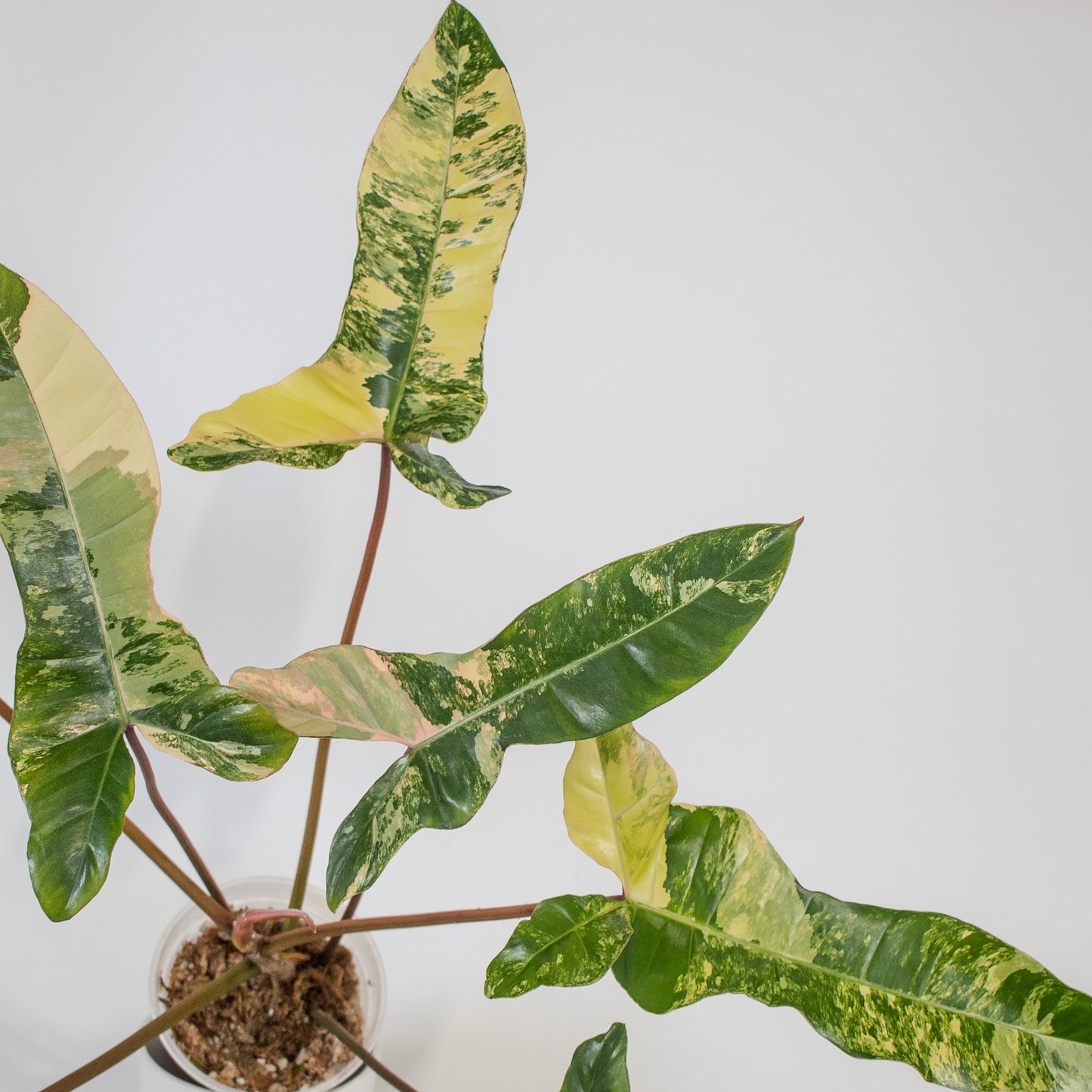 Philodendron Florida Beauty x Billietiae Variegated (2201)