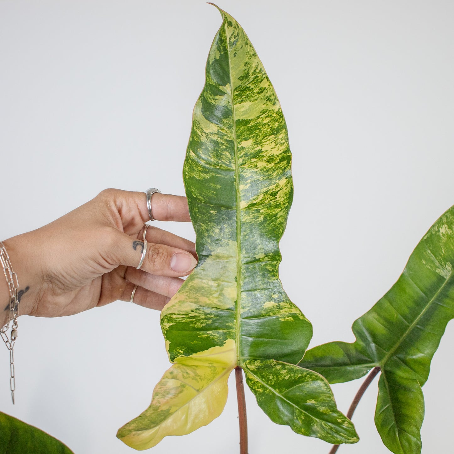 Philodendron Florida Beauty x Billietiae Variegated (2201)