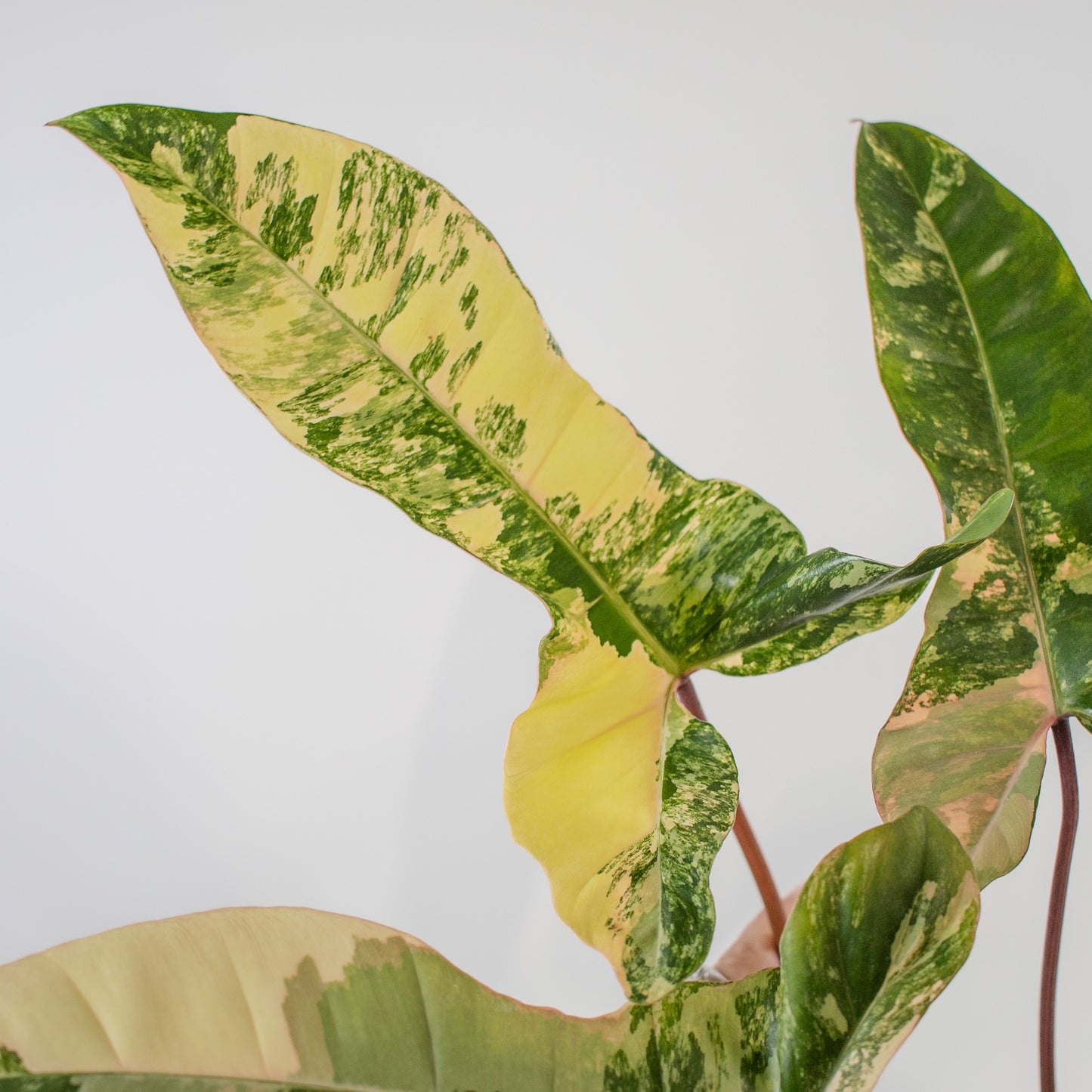 Philodendron Florida Beauty x Billietiae Variegated (2201)
