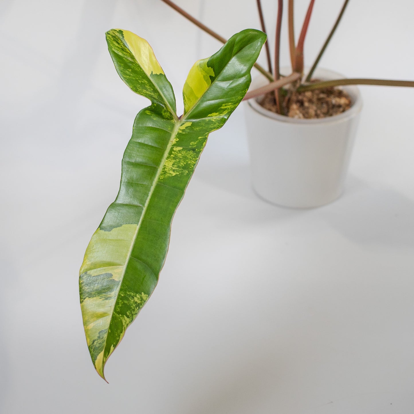 Philodendron Florida Beauty x Billietiae Variegated (2201)