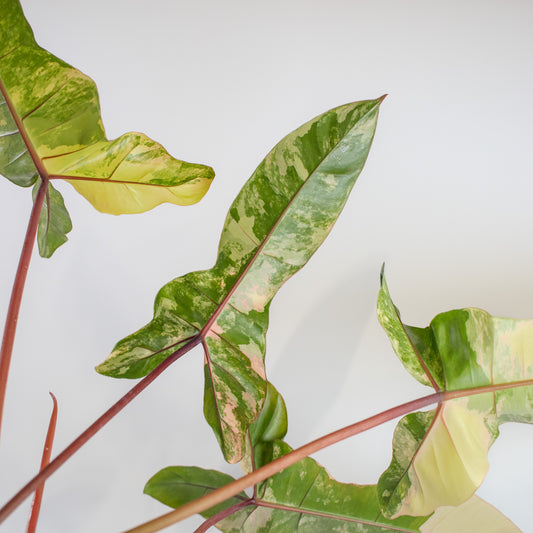 Philodendron Florida Beauty x Billietiae Variegated (2201)